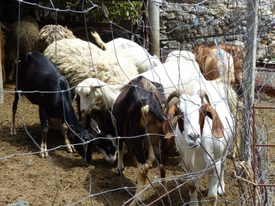Ovca koja je obratila pozornost
