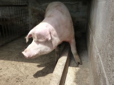 Svinja se dvoumi
