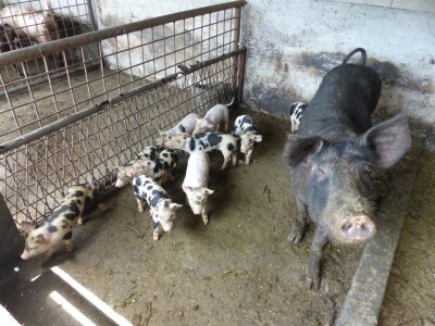 Uz  pažljivog i brižnog Miha životinjama ništa ne nedostaje