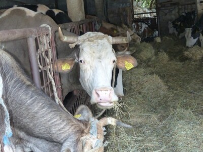 Zanimljivi pogled krave