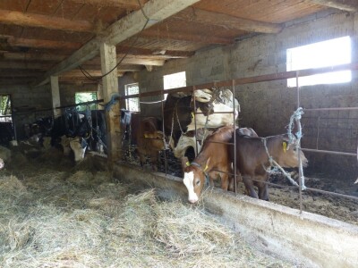 Nekad jedu zajedno, a nekad pojedinačno