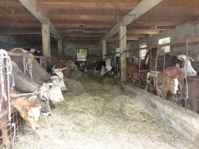 Miho Kukuljica ima dvadeset  krava