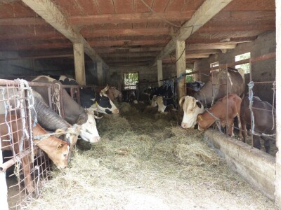 Velika štala za velik broj životinja