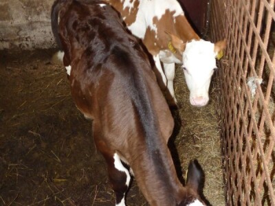 Mihove životinje su zaista lijepe životinje i vidi se briga o njima!
