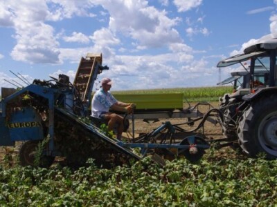 Berba cikle Berba cikle