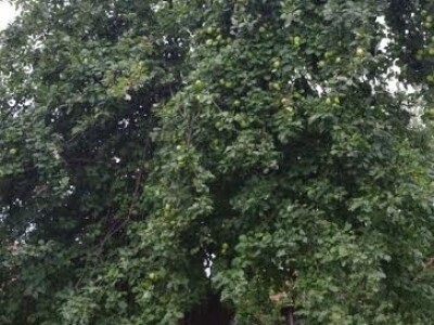 Stare sorte jabuka Stare sorte jabuka