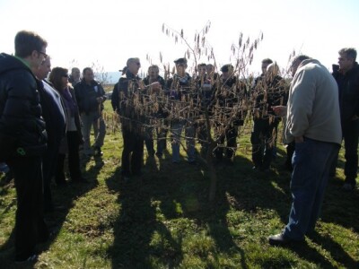 Predavanje o uzgoju lijeske i prezentacija rezidbe