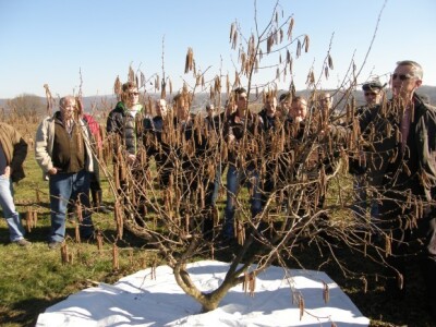 Bjelovarsko-bilogorska županija prednjači u uzgoju lijeske