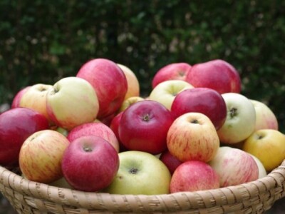 Na cijeni su stare sorte jabuka Na cijeni su stare sorte jabuka