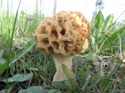 Berba gljiva