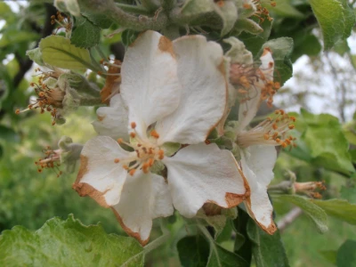Odštete od elementarnih nepogoda