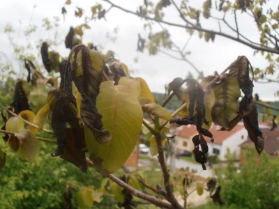 Odštete od elementarnih nepogoda