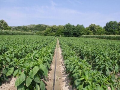 Parcela paprike Parcela paprike