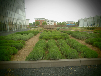 Urbana proizvodnja (Nizozemska)