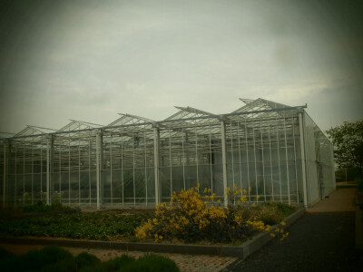 Proizvodnja u staklenicima sve popularnija (Nizozemska)