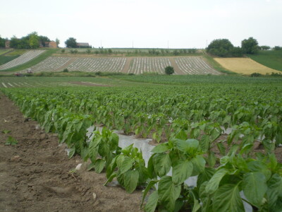 Plastenici Dimitrija Đurđevića iz Malih Radinaca