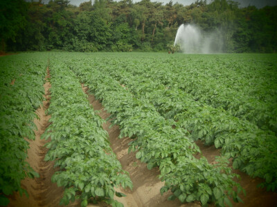 Navodnjavanje (Nizozemska)