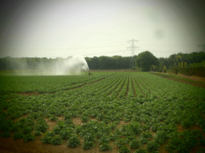 Navodnjavanje (Nizozemska)