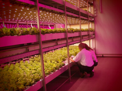 Vertikalna farma (Nizozemska)