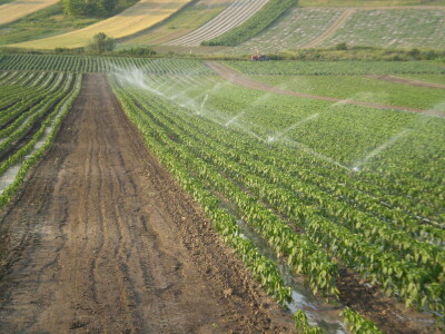 Plastenici Dimitrija Đurđevića iz Malih Radinaca