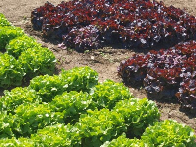 Dan salata Bejo Zaden