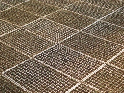 Dan salata Bejo Zaden