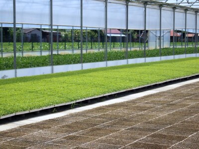 Dan salata Bejo Zaden