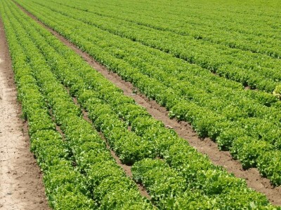 Dan salata Bejo Zaden