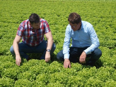 Dan salata Bejo Zaden