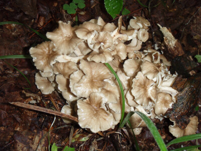 Zašto gljive ne rastu?