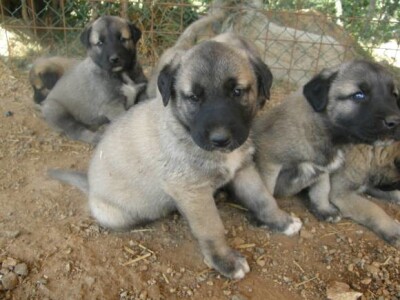 Turski ovčarski pas - Novi štenci u prodaji!