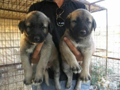 Turski ovčarski pas - Novi štenci u prodaji!