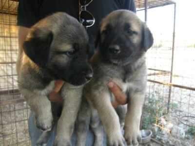 Turski ovčarski pas - Novi štenci u prodaji!