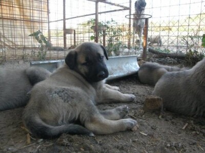 Turski ovčarski pas - Novi štenci u prodaji!