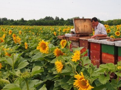 Suncokretova paša Suncokretova paša