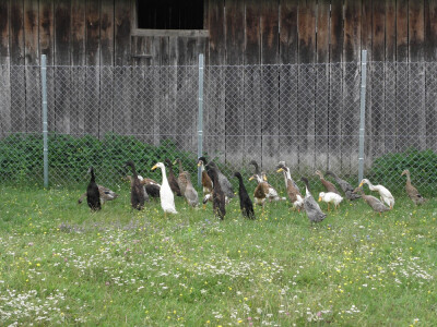 Kako zaustaviti ljigavi tsunami? Kako zaustaviti ljigavi tsunami?