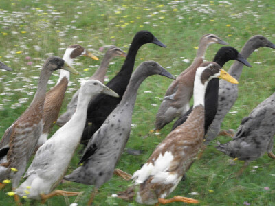 Kako zaustaviti ljigavi tsunami? Kako zaustaviti ljigavi tsunami?