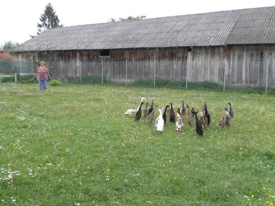 Kako zaustaviti ljigavi tsunami? Kako zaustaviti ljigavi tsunami?