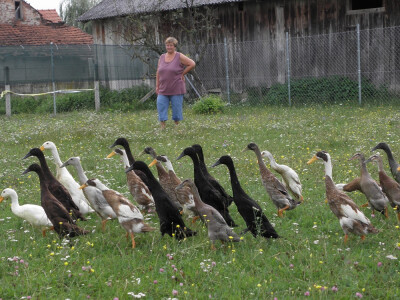 Kako zaustaviti ljigavi tsunami? Kako zaustaviti ljigavi tsunami?