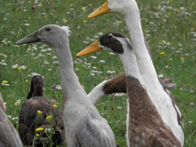 Kako zaustaviti ljigavi tsunami? Kako zaustaviti ljigavi tsunami?