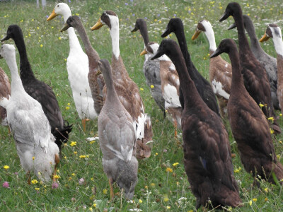 Kako zaustaviti ljigavi tsunami? Kako zaustaviti ljigavi tsunami?
