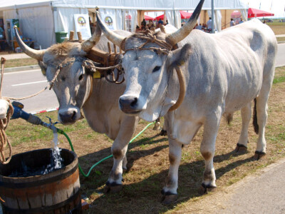 Marko Cvetković iz Zagrebačke županije
