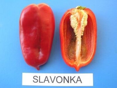 Proizvođačima agronomi pomažu u borbi protiv biljnih bolesti Proizvođačima agronomi pomažu u borbi protiv biljnih bolesti