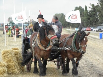 Prvi dan 59. svjetskog natjecanjanja u oranju