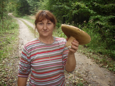 Gljive štrajkaju ove godine