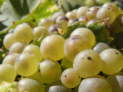 Zbog smrzavanja niži prinosi, ali dobra kvaliteta grožđa