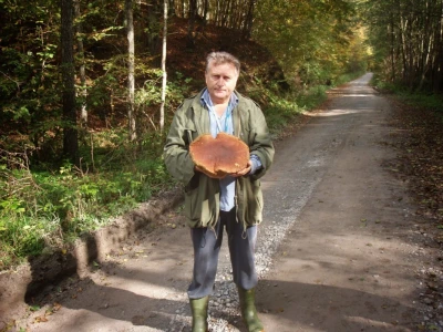 Šumske gljive