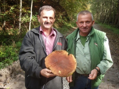 Gljivari u čudu