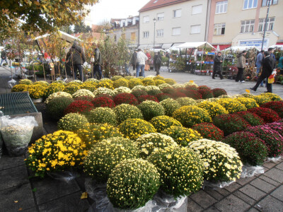 Cvjetna košarica za selfi - hit u Ždralovu gradu Cvjetna košarica za selfi - hit u Ždralovu gradu