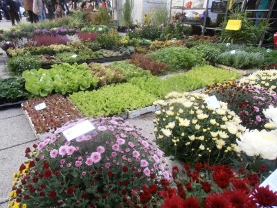 Cvjetna košarica za selfi - hit u Ždralovu gradu Cvjetna košarica za selfi - hit u Ždralovu gradu